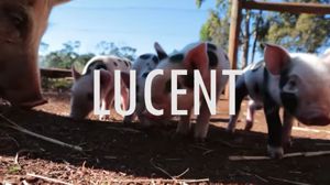 lucent Vegan resources - Lucent